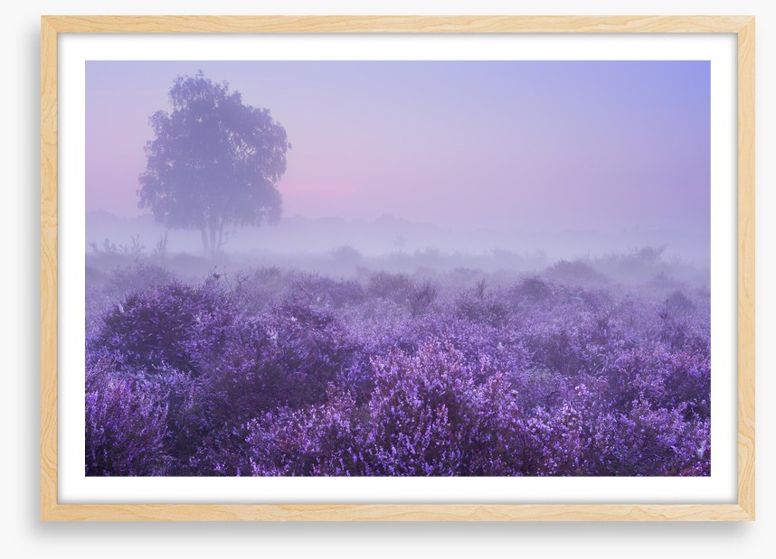 Purple dawn
