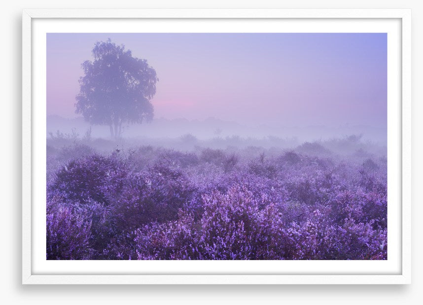 Purple dawn