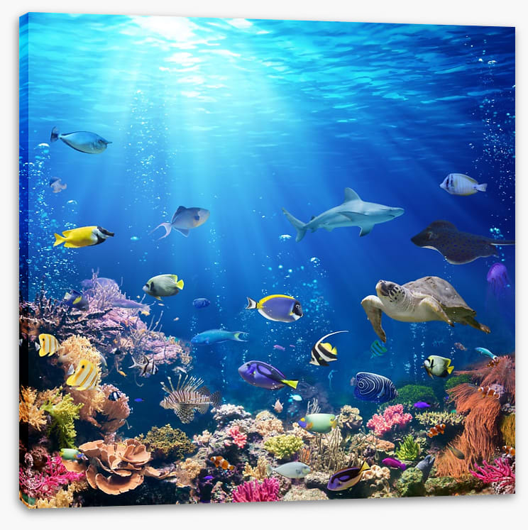 A reef perspective