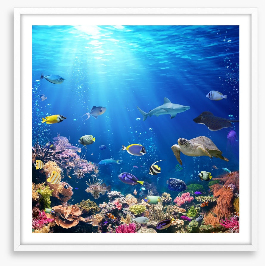 A reef perspective