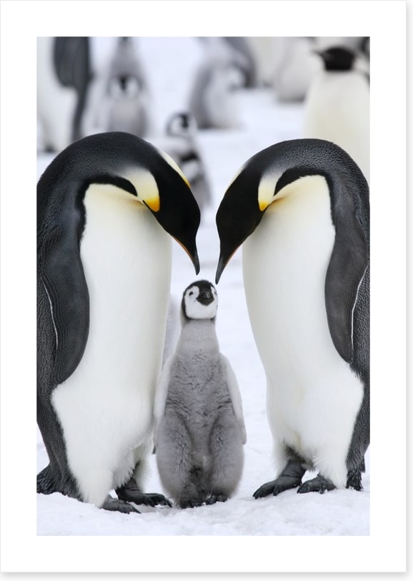 Family love