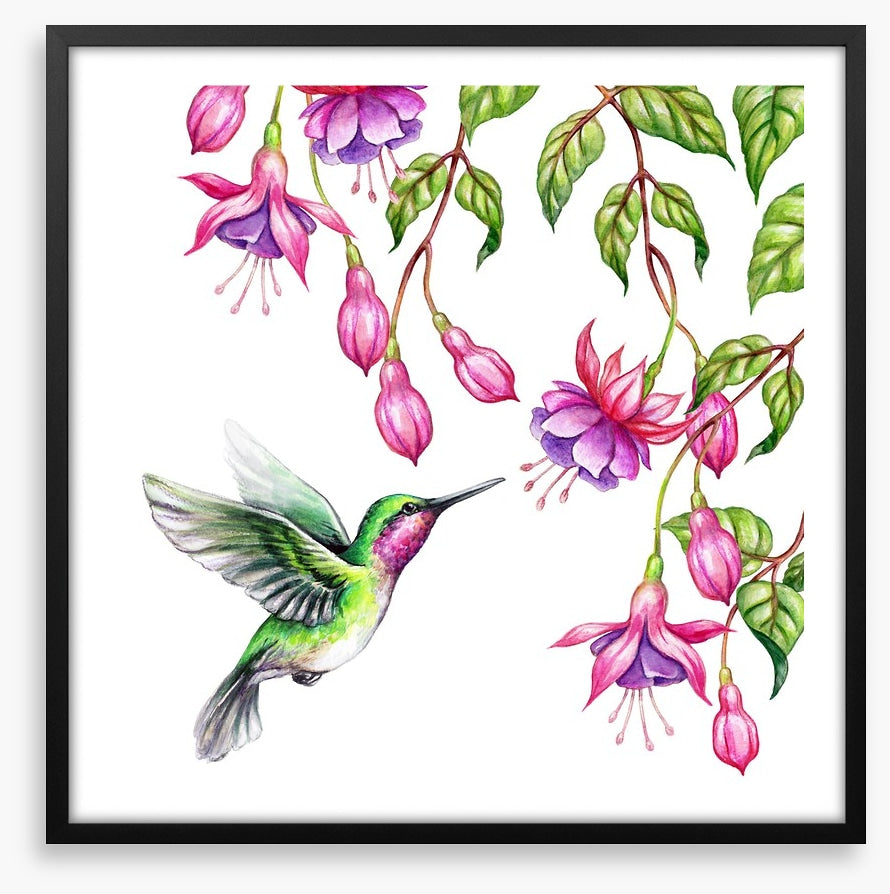 Pink fuchsia hummingbird