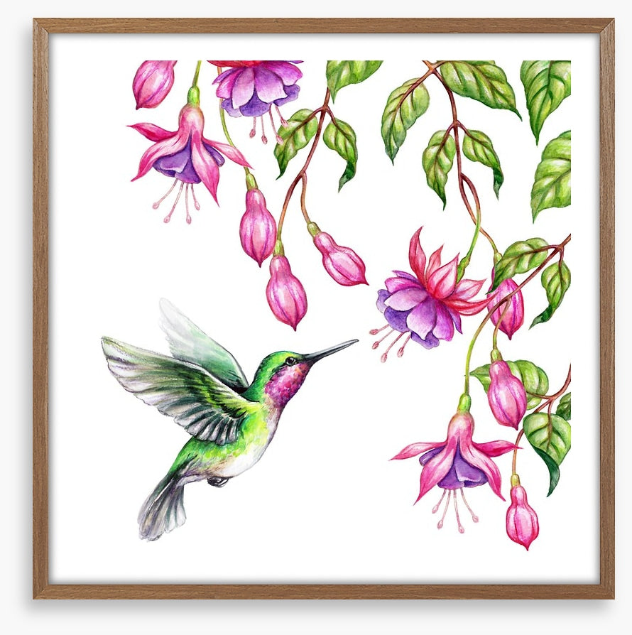 Pink fuchsia hummingbird