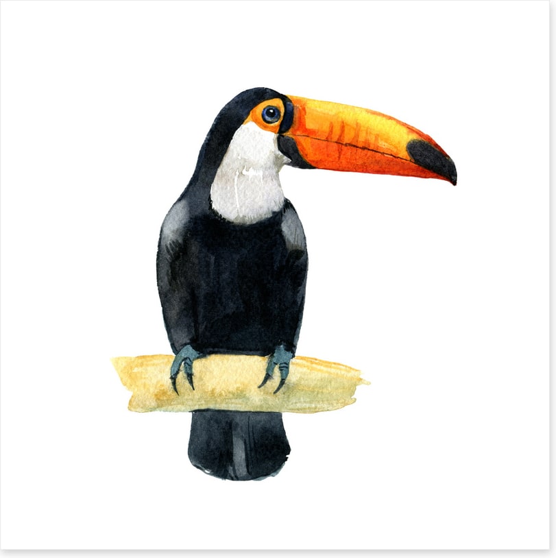 One toucan