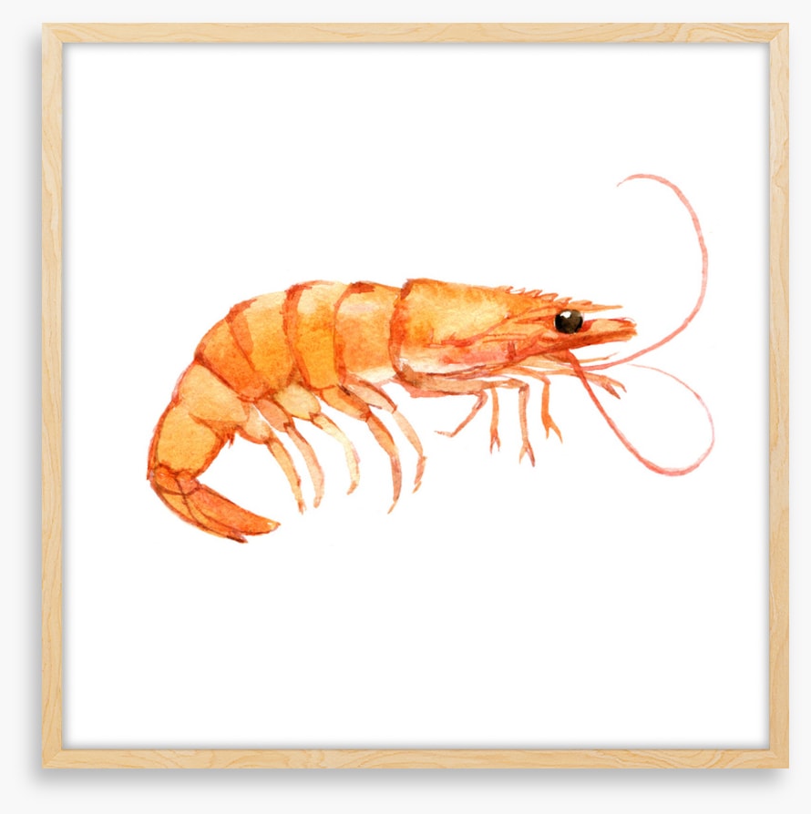 Single shrimp