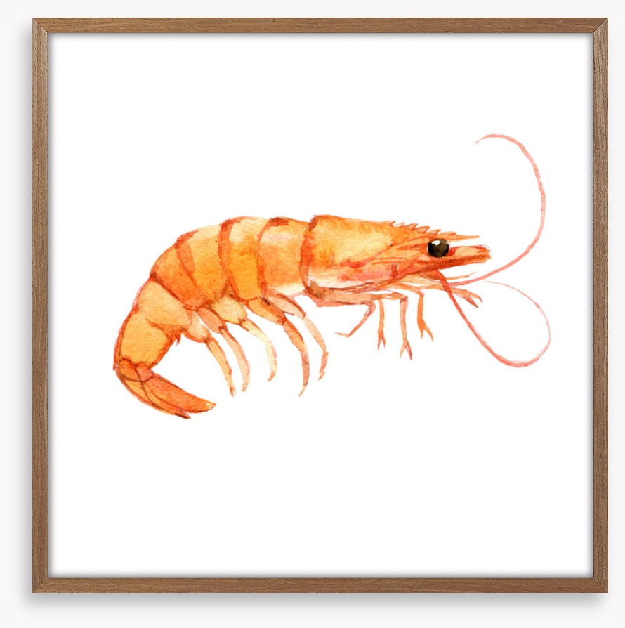 Single shrimp