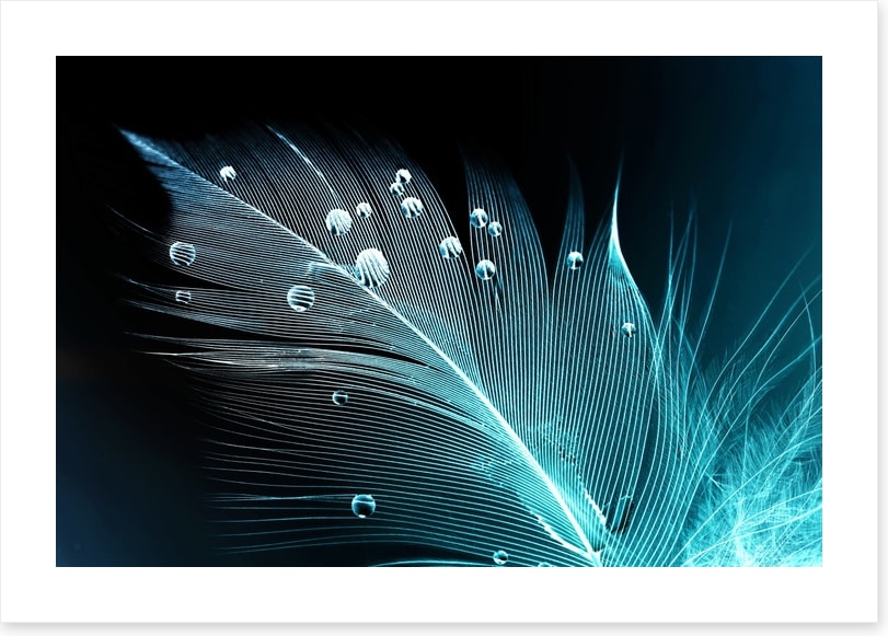 Blue feather droplets