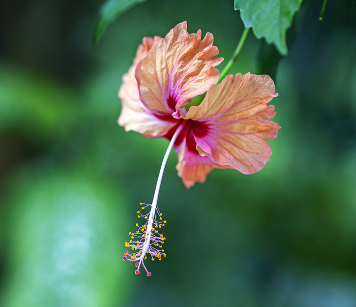 Hibiscus a La Digue
