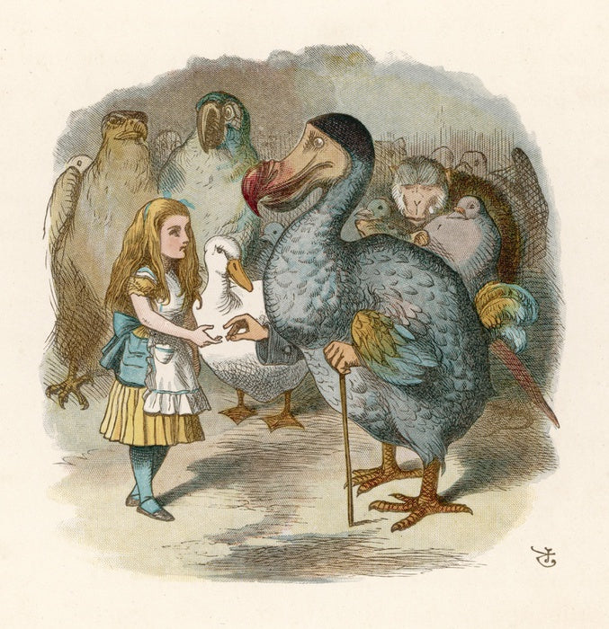 Alice meets the dodo