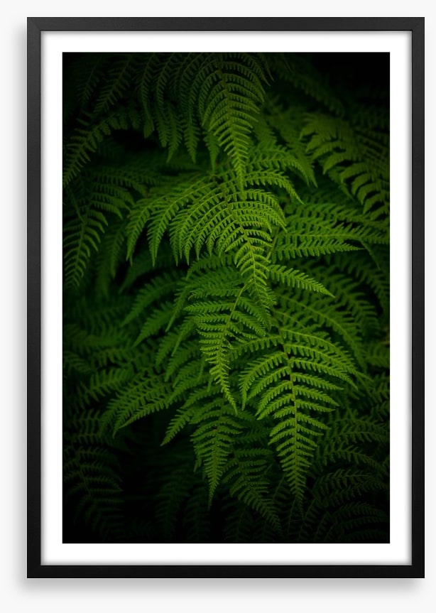 Ferns by night