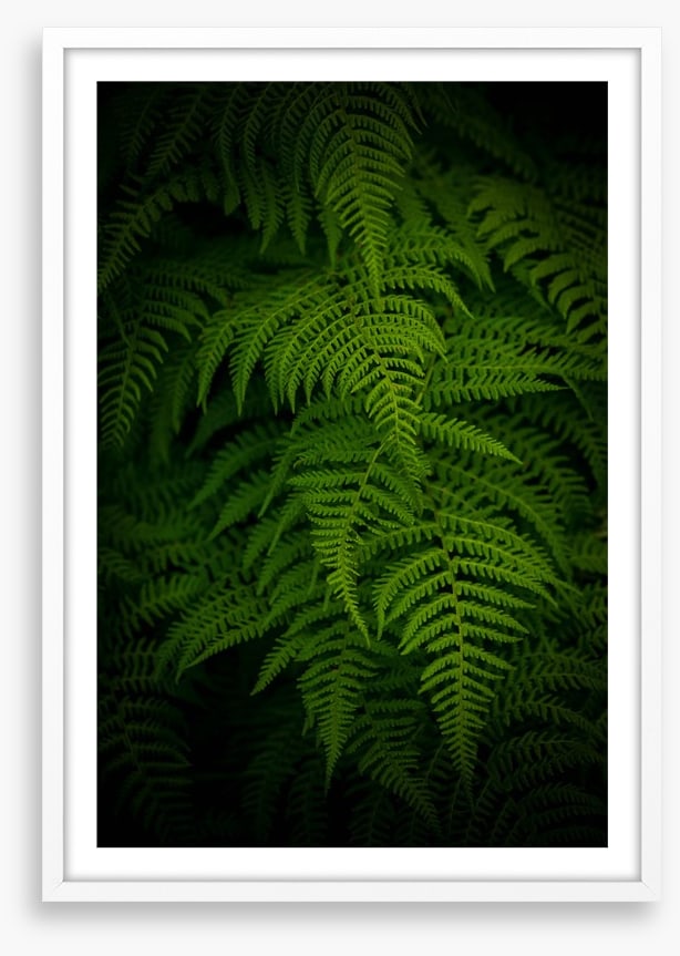 Ferns by night