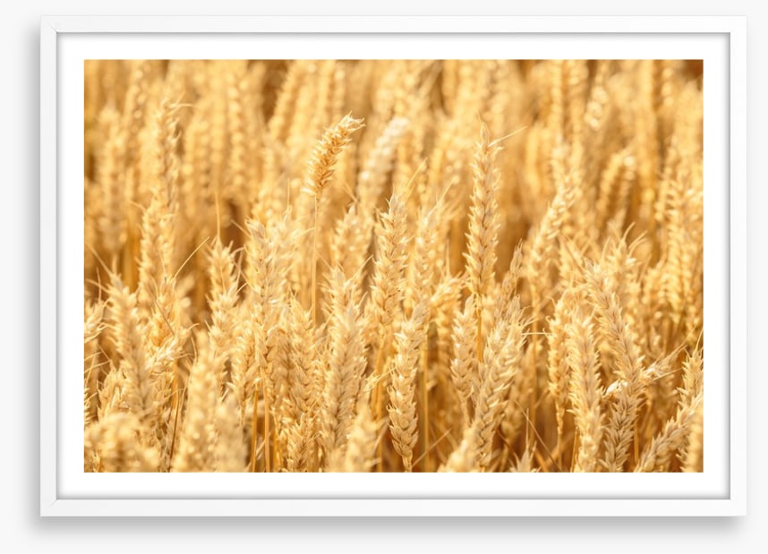 Agriculture