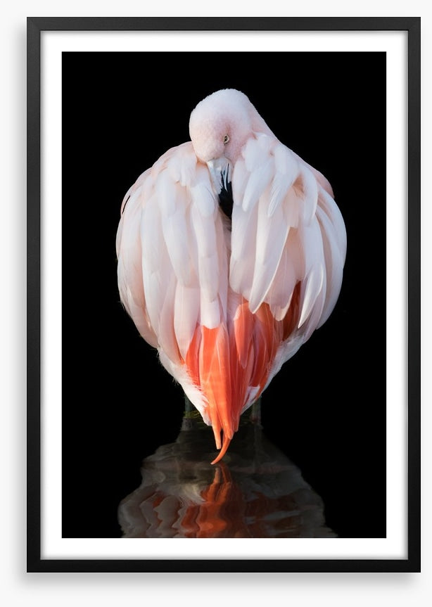 Chilean flamingo