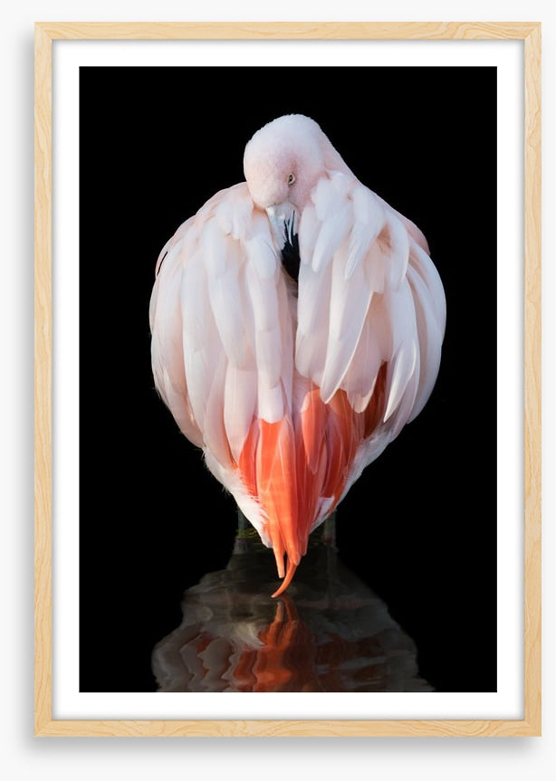 Chilean flamingo