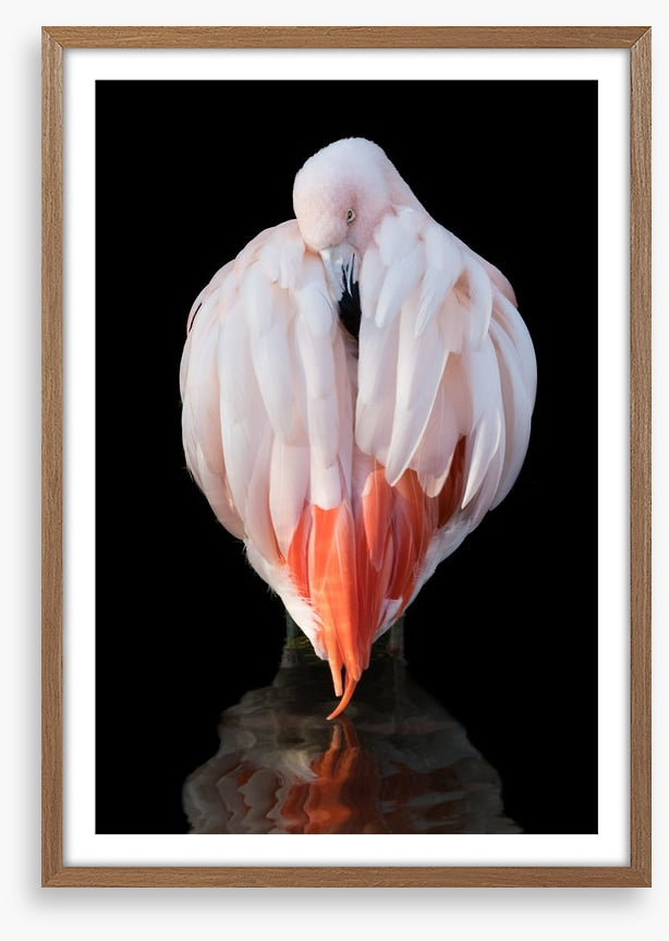 Chilean flamingo