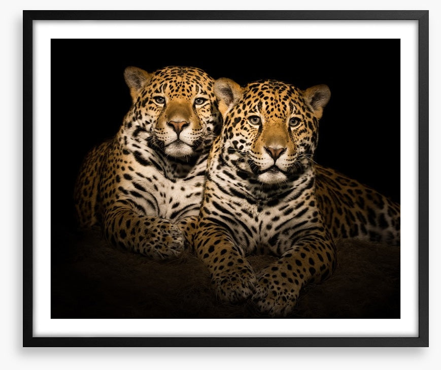 Team jaguar