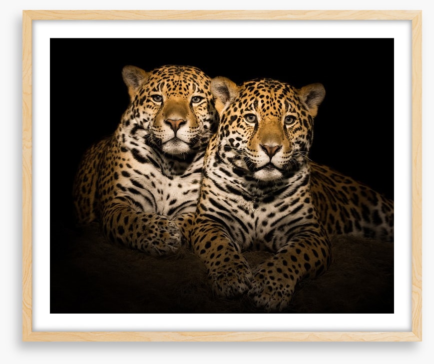 Team jaguar