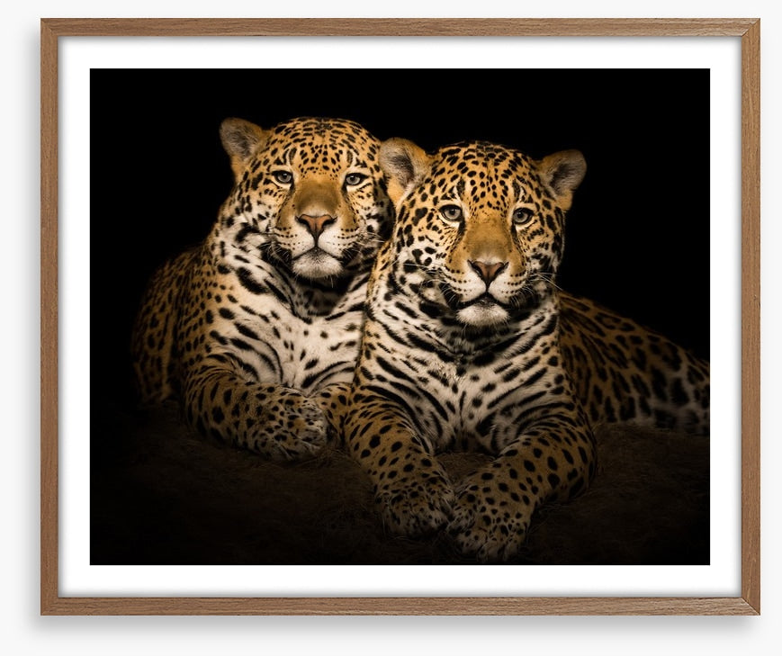 Team jaguar