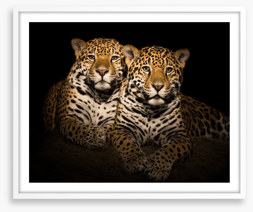 Team jaguar