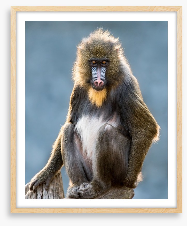 Mandrill moment