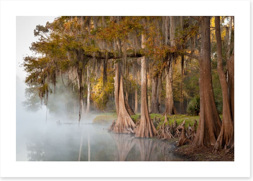 Cypress river mist
