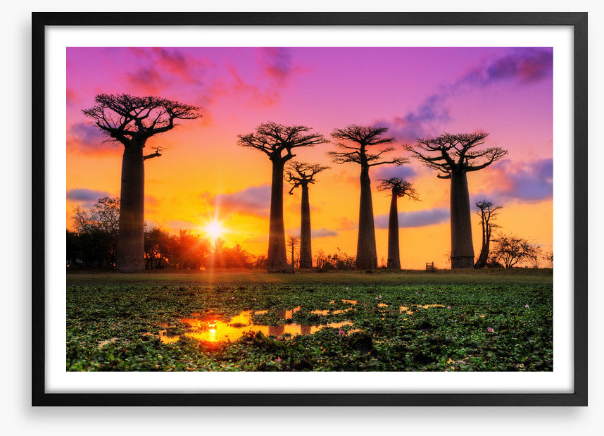 Goodnight baobabs
