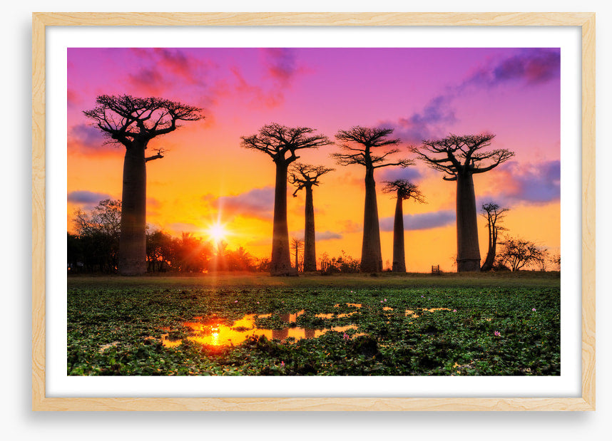 Goodnight baobabs