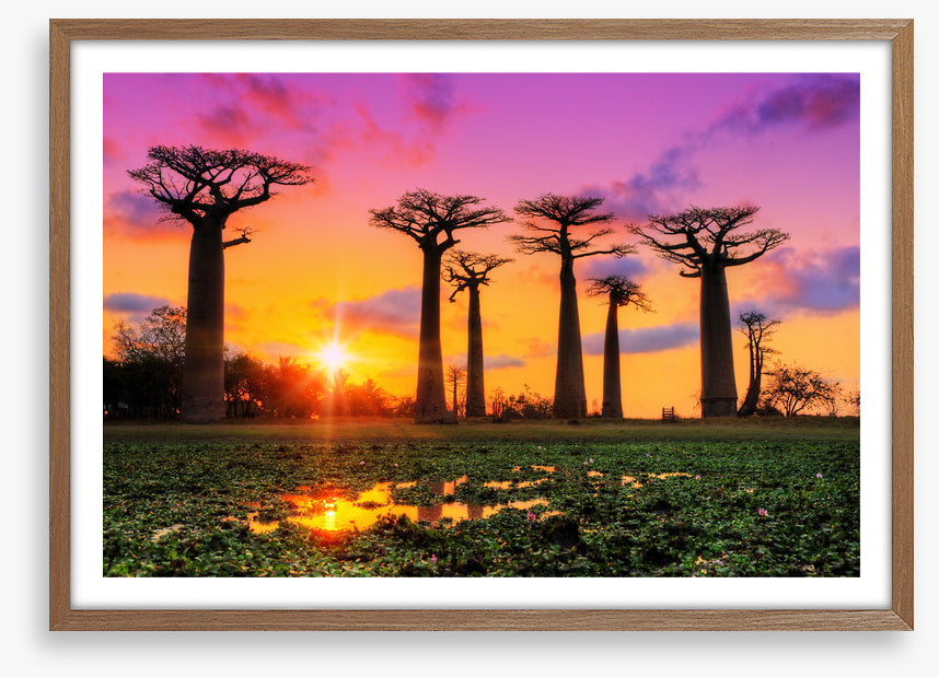 Goodnight baobabs