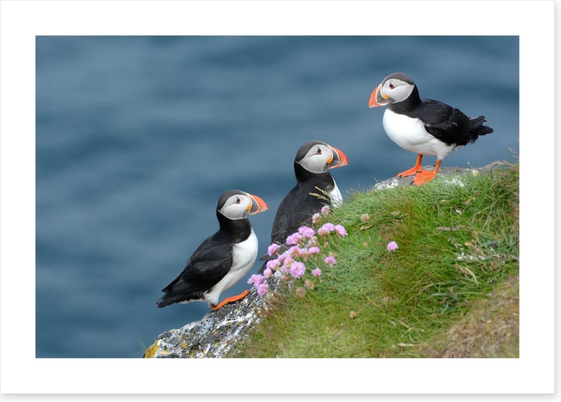 Birds