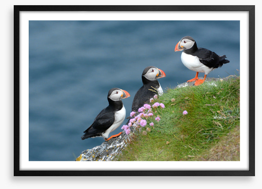 Birds