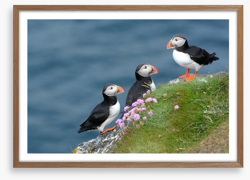 Birds