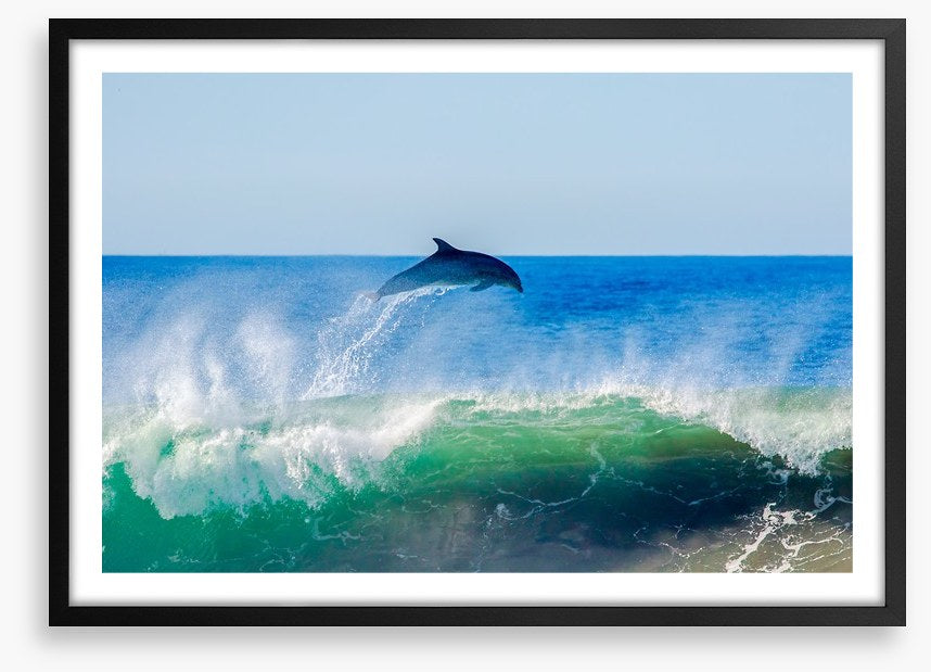 Dolphin dive