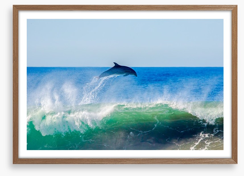 Dolphin dive