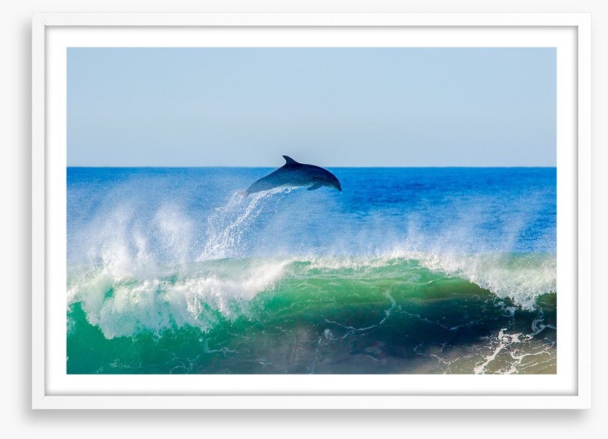 Dolphin dive