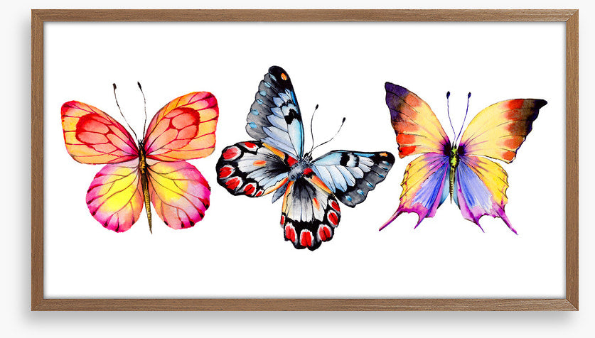 Butterfly trio II