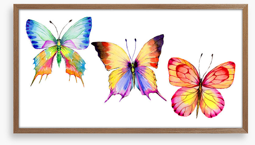 Butterflies
