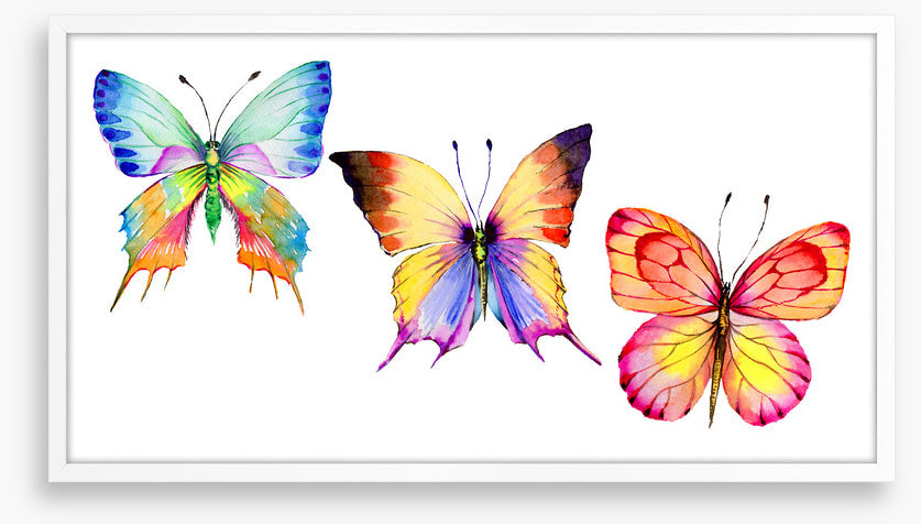 Butterflies