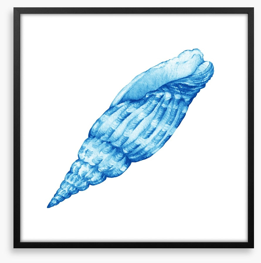 Blue cerith shell