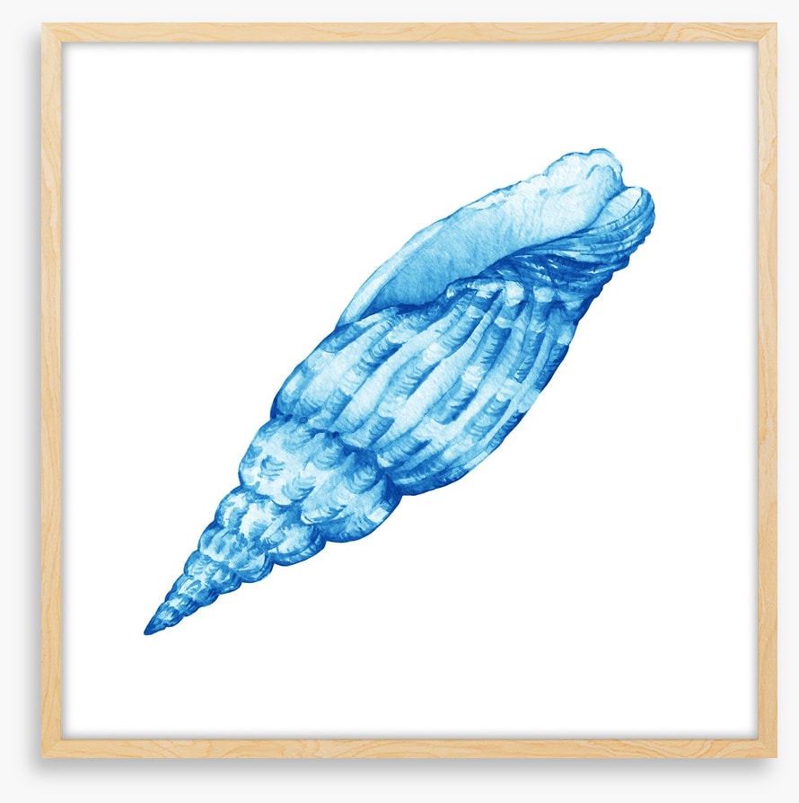 Blue cerith shell