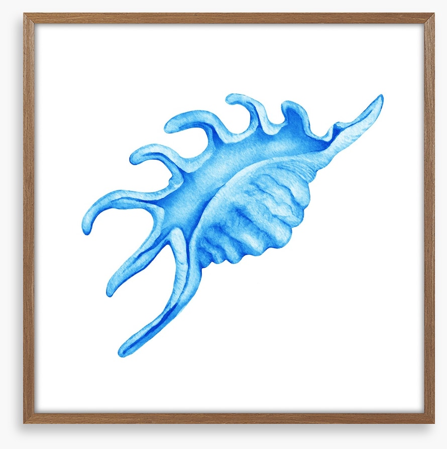 Blue spider conch