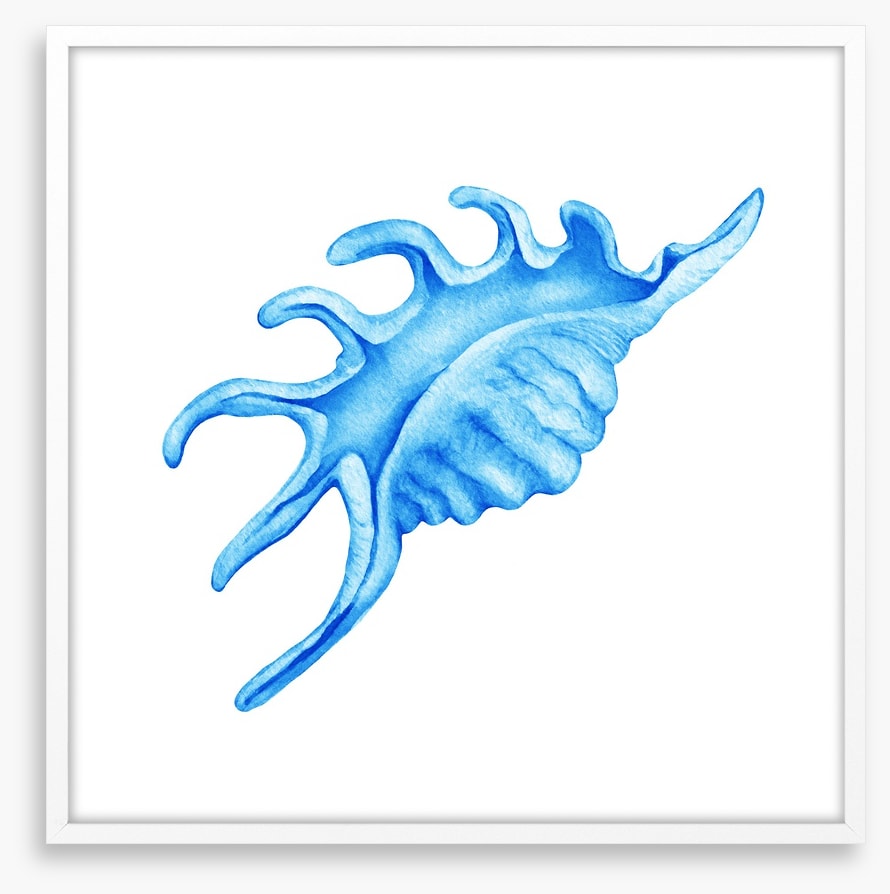 Blue spider conch