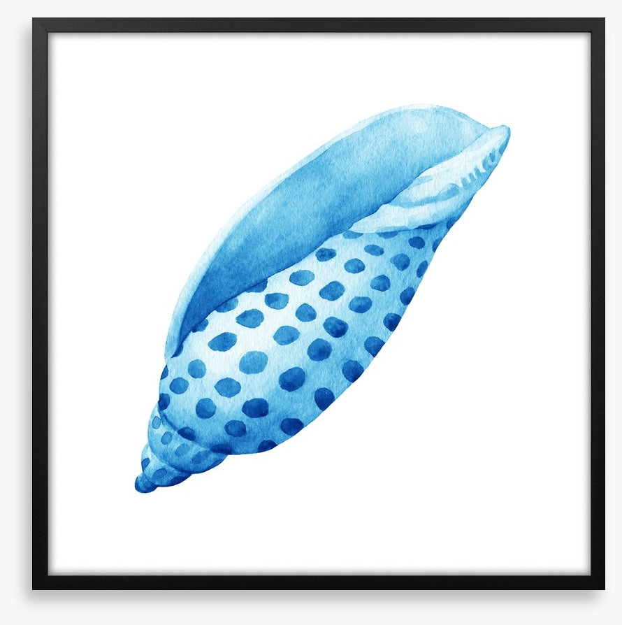 Blue junonia shell