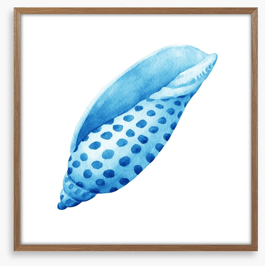 Blue junonia shell