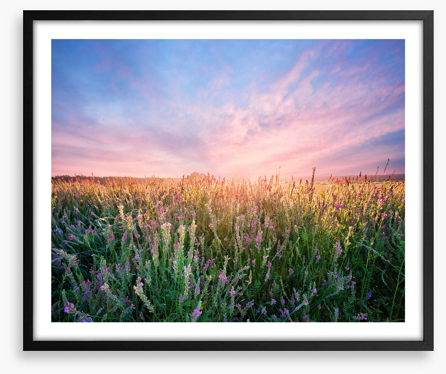 Alfalfa flower dawn