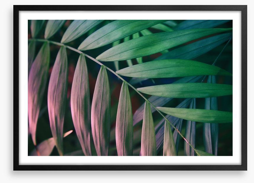 Sunset in the jungle