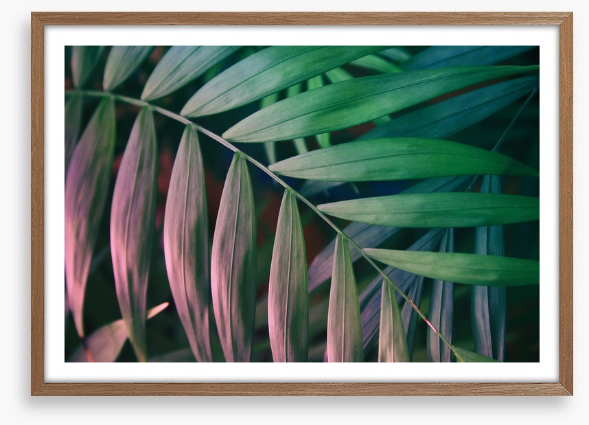 Sunset in the jungle