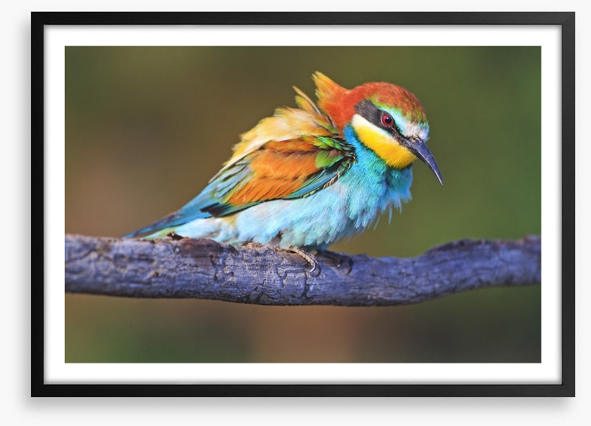 Ruffled feathers