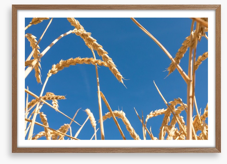 Agriculture