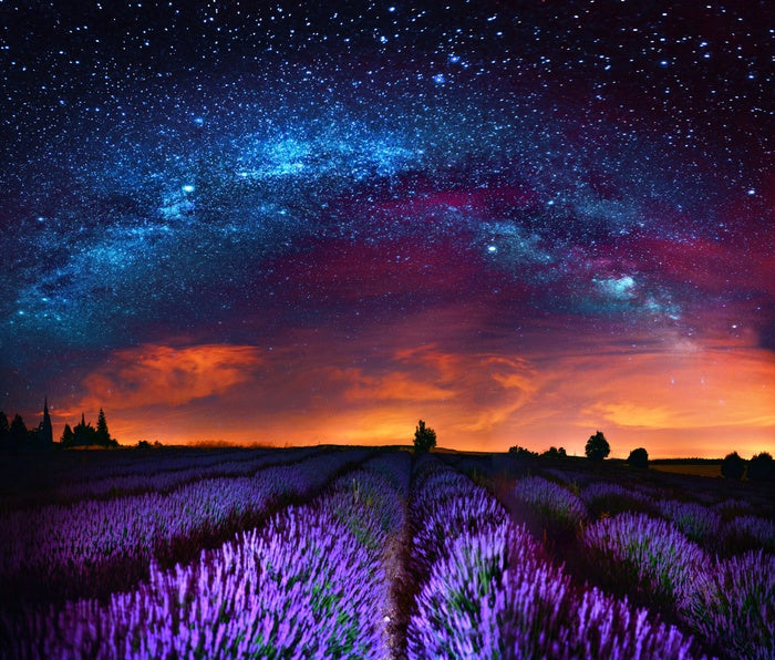 Lavender starlight