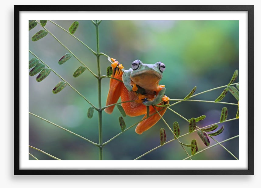 Reptiles / Amphibian